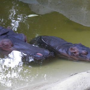 Mother and Baby Hippo