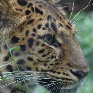 Amur Leopard Profile
