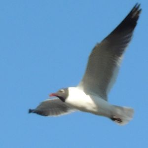 laughing Gull