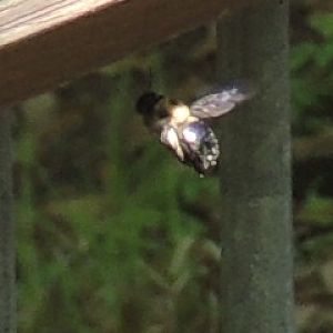 carpenter bee