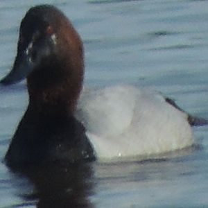 canvasback