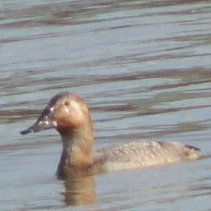 canvasback