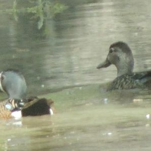 blue wing teal