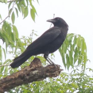 fish crow