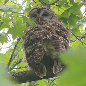 barred owl