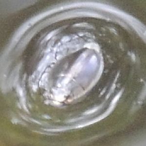 whirrlygig beetle close-up