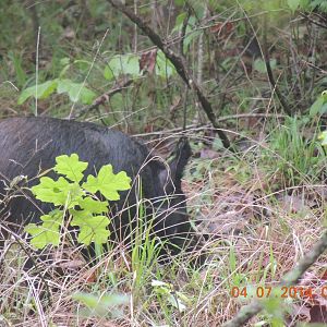 wild boar