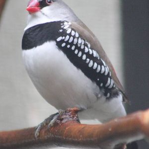 Diamond firetail finch