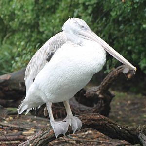 Caspian pelican