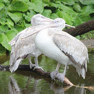 Caspian pelicans
