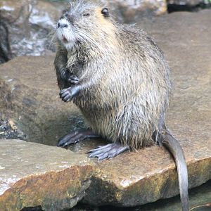 Coypu