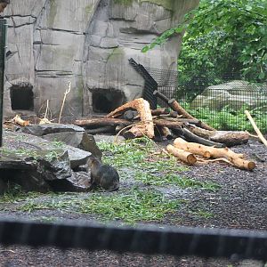 Part of Coypu-enclosure