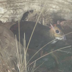 Balabac chevrotain