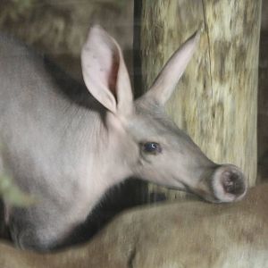 Aardvark