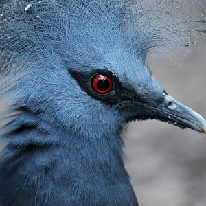 Victoria crowned pigeon