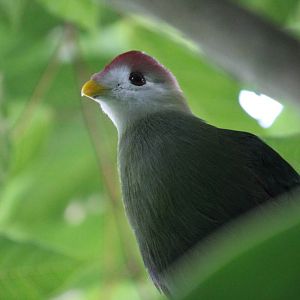 Red-crested turaco