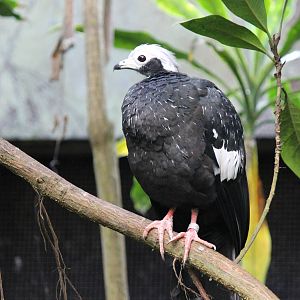 Blue-throated piping guan