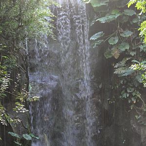 Waterfall in Burgers' Bush