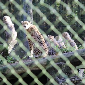 Mom cheeta and her six cubs