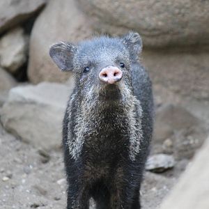 Collared peccary