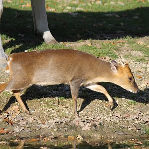 Reeve's muntjac