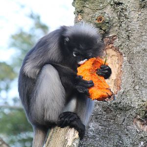 Dusky leaf monkey