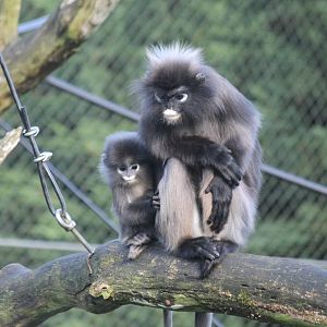 Dusky leaf monkeys