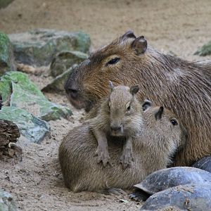 Capibaras