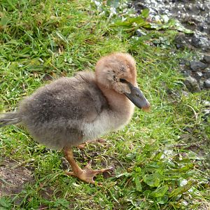 Magpie gosling