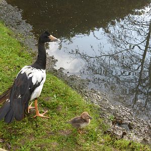 Magpie gosling with mother