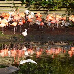 Caribbean flamingo flock