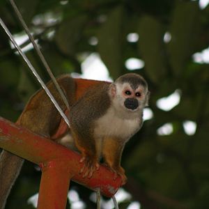 Manuel Antonio
