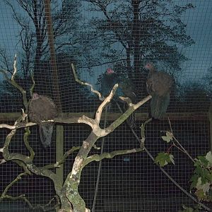 Getting ready to roost, 7th November 2014