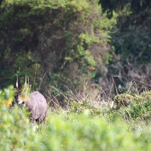 Menelik's Bushbuck in Bale Mountains NP, 16/10/14
