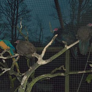 But Monty joins in, 7th November 2014