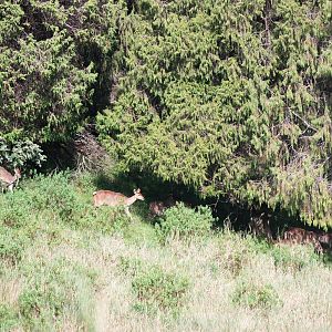 Mountain Nyalas in Bale Mountains NP, 16/10/14