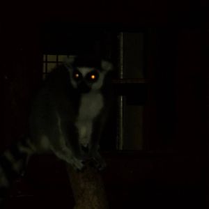 One Ring-tailed Lemur yet to retire for the evening, 7th November 2014