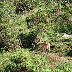 Bohor Reedbuck in Bale Mountains NP, 16/10/14
