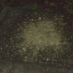 The Pygmy Goats and Cameroon Sheep have missed a bit, 7th November 2014