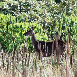 Mountain Nyala in Bale Mountains NP, 16/10/14