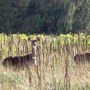 Mountain Nyalas in Bale Mountains NP, 16/10/14