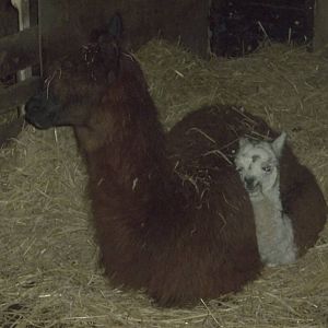 Brownie and Cappuccino, 7th November 2014