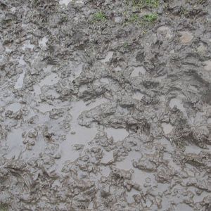 Oh dear, soggy paddocks time again. 8th November 2014