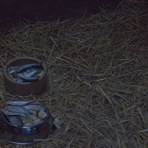 Raccoon Dogs fed in shelter due to rain, 8th November 2014
