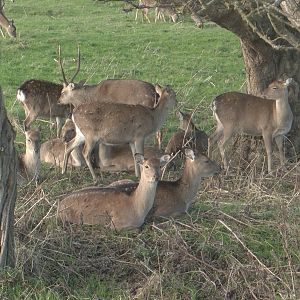 Formosan Sika Deer, 9th November 2014