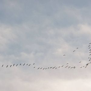 The geese are still flying over Sewerby, 9th November 2014
