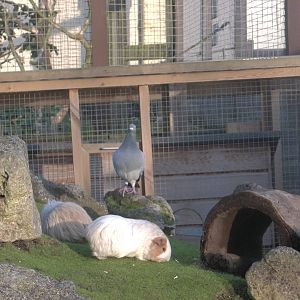 A visitor joins the Cavy Country residents, 9th November 2014