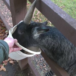 Ryal searches for a morsel, 9th November 2014