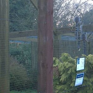 The Lemurs are home too, 10th November 2014