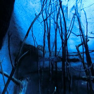 chinese ferret-badger (9th of september)- Praha Zoo